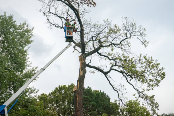 Reliable Granite Quarry, NC  Tree Services Solutions