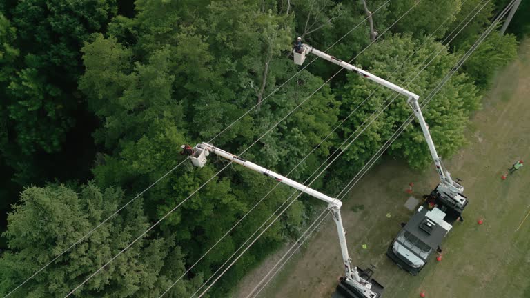 Best Hazardous Tree Removal  in Granite Quarry, NC