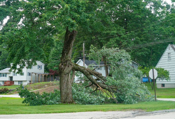 Best Tree Risk Assessment  in Granite Quarry, NC