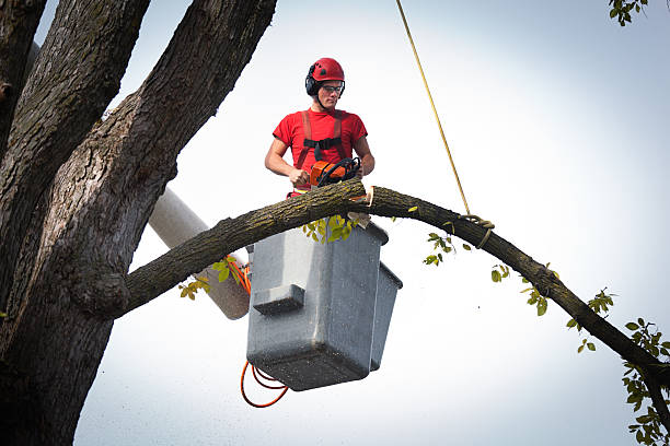 Best Commercial Tree Services  in Granite Quarry, NC