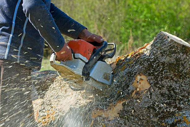 Why Choose Our Tree Removal Services in Granite Quarry, NC?