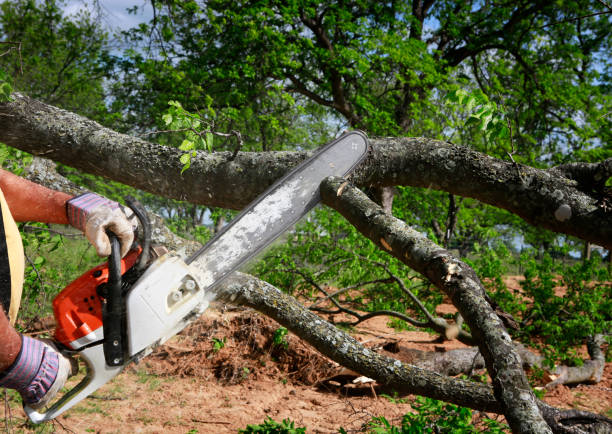 Best Tree Trimming and Pruning  in Granite Quarry, NC